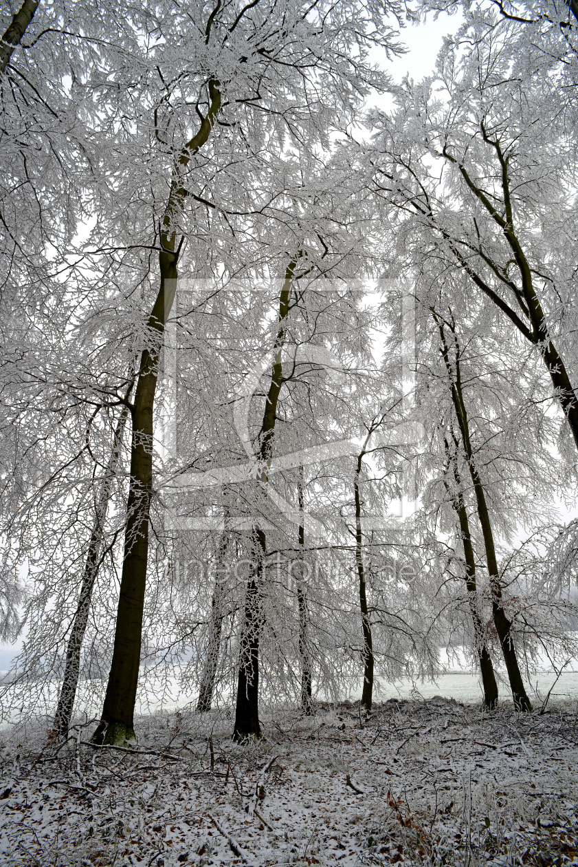 Bild-Nr.: 11163516 Winterwald erstellt von A-Grotehans