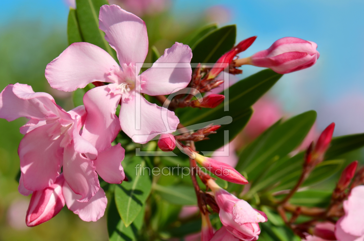 Bild-Nr.: 11163766 Oleander erstellt von Atteloi