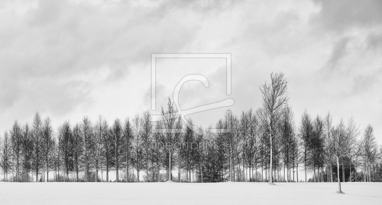 Bild-Nr.: 11164476 winter trees erstellt von stylepic