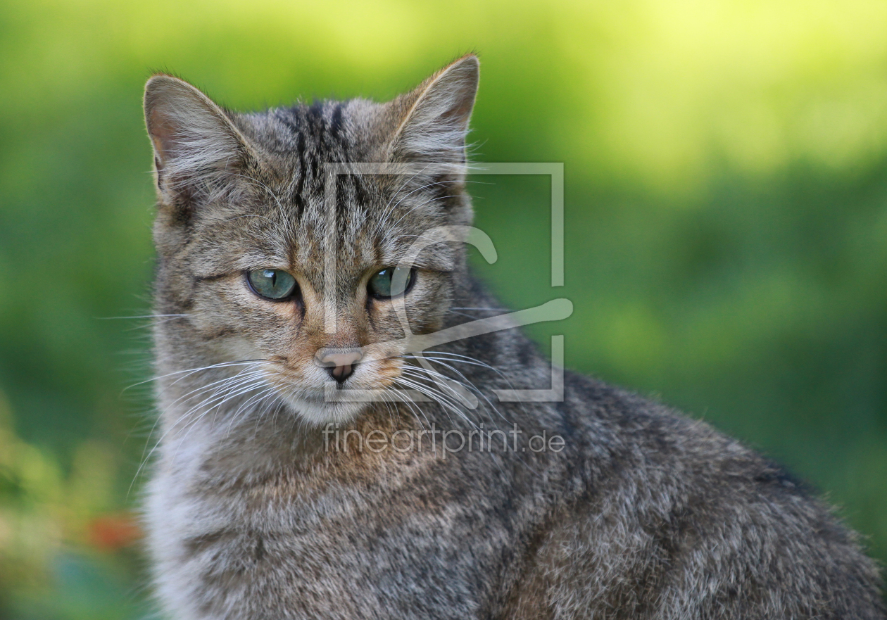 Bild-Nr.: 11164630 Wildkatze erstellt von Bretagneschwester