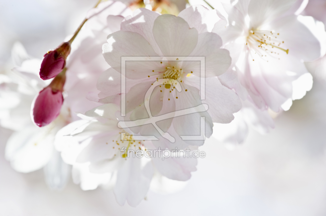 Bild-Nr.: 11164950 Kirschblüten erstellt von danielschoenen