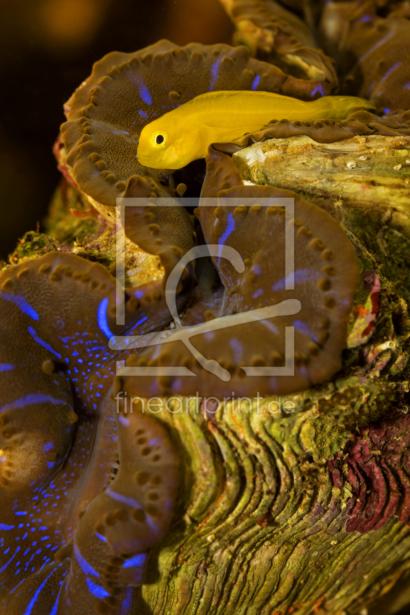 Bild-Nr.: 11165524 Gelbe Korallengrundel auf Mördermuschel erstellt von Thomas Herzog