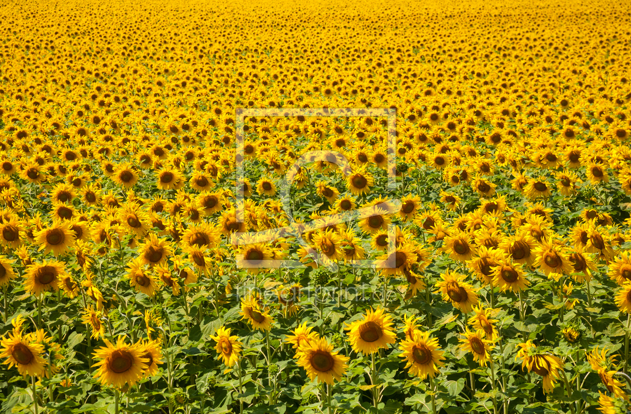 Bild-Nr.: 11166674 Sonnenblumenmeer erstellt von FotoPUR