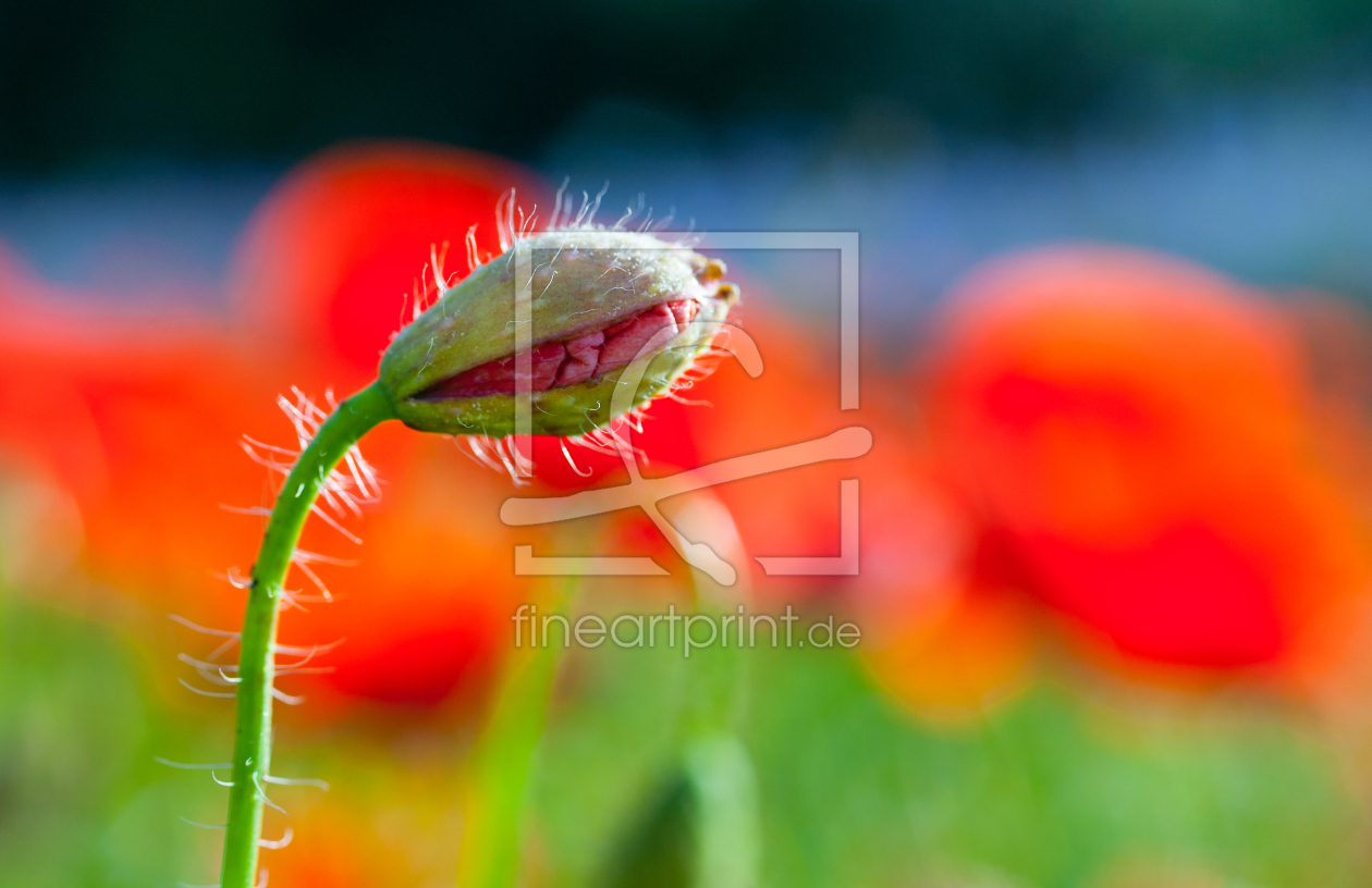 Bild-Nr.: 11167524 Knospe eine Mohnblume erstellt von FotoPUR