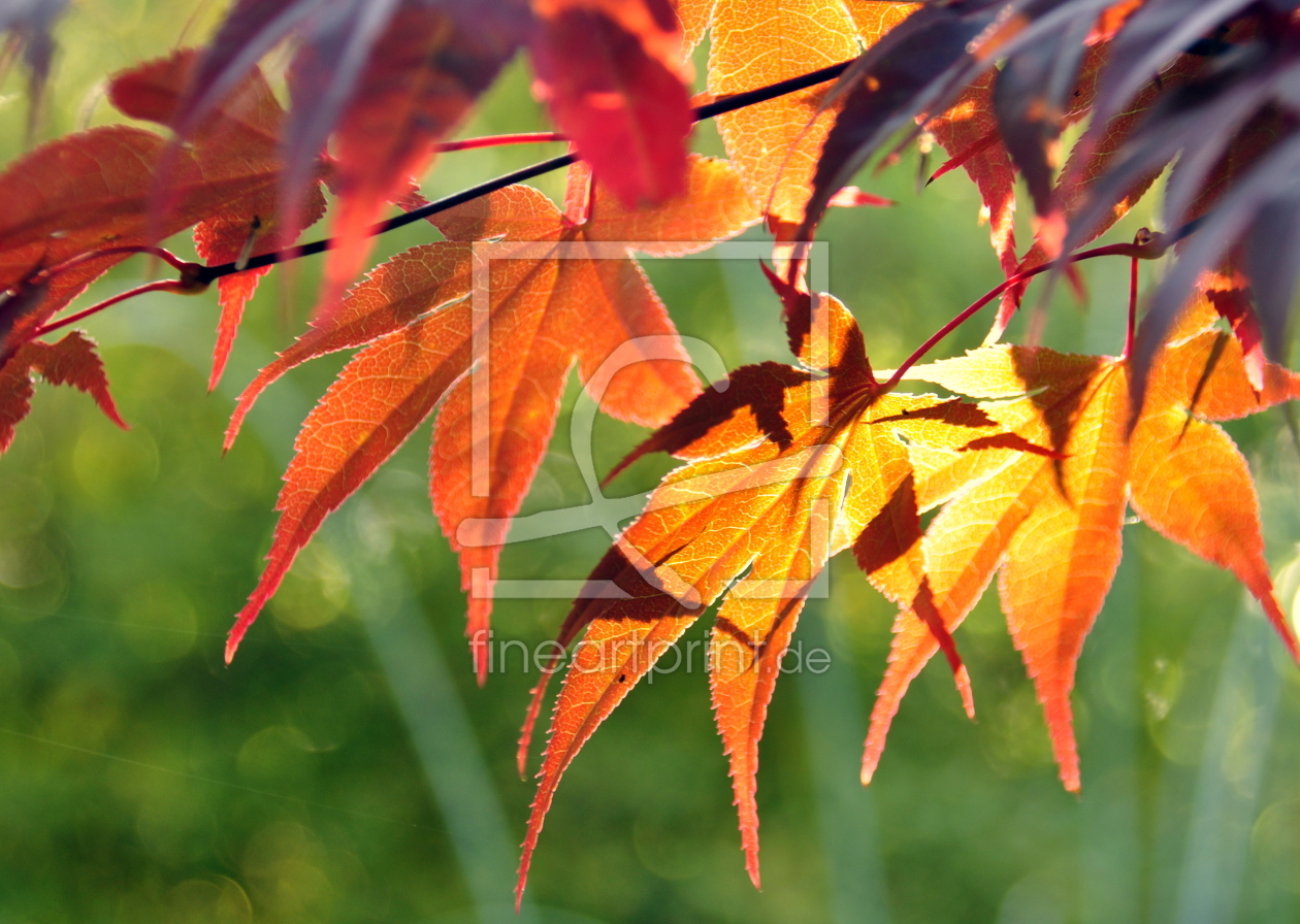 Bild-Nr.: 11170344 Herbstlicht erstellt von GUGIGEI