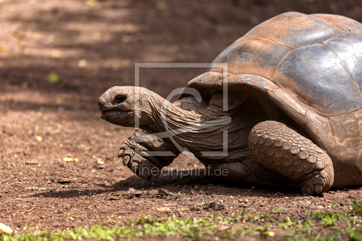 Bild-Nr.: 11171328 Riesenschildkröte erstellt von TomKli