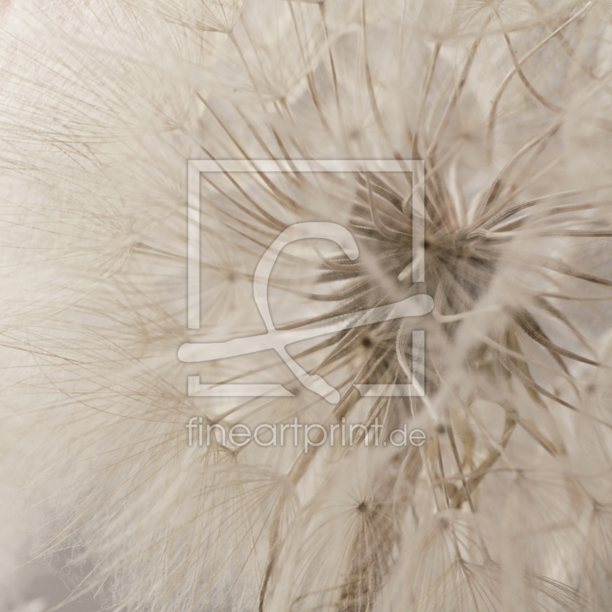 Bild-Nr.: 11171474 Pusteblume quadratisch erstellt von fotozauberin