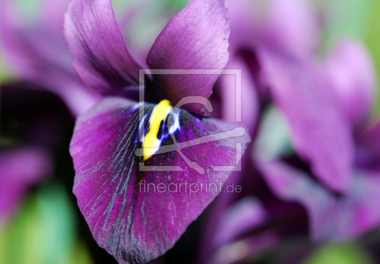 Bild-Nr.: 11174826 IRIS - Detail erstellt von GUGIGEI