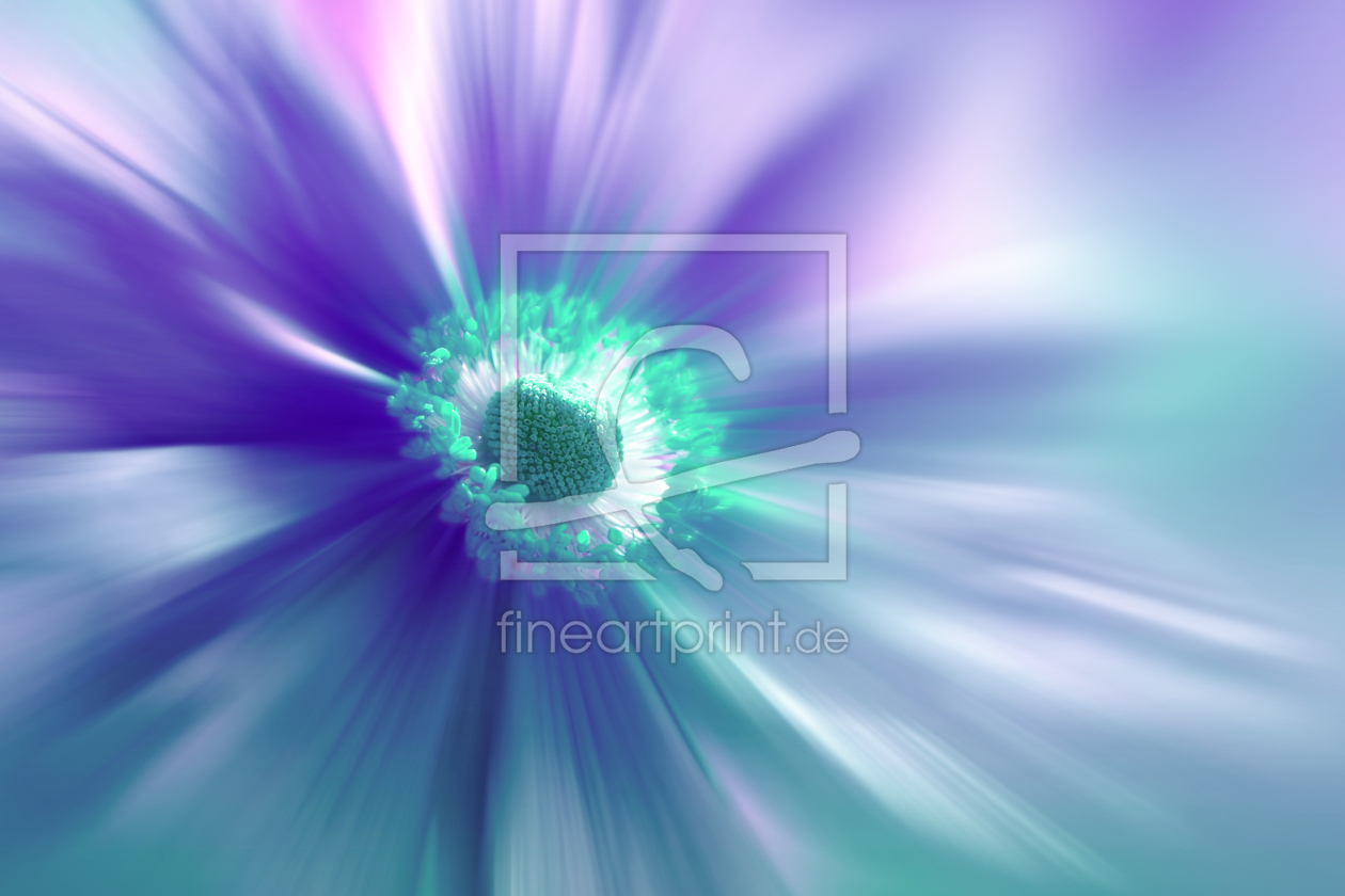 Bild-Nr.: 11176994 Anemone erstellt von Atteloi