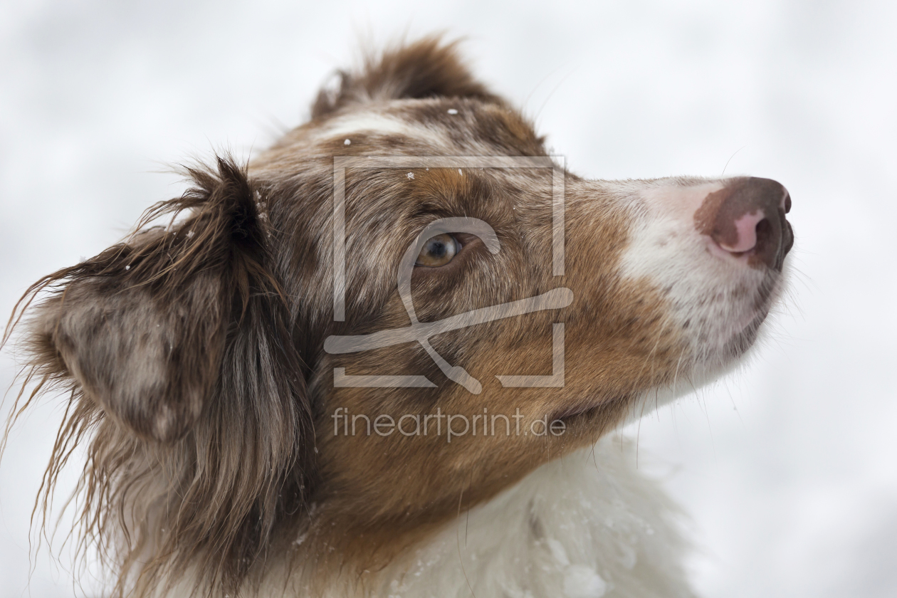 Bild-Nr.: 11178628 Ein treuer Hundeblick erstellt von EderHans