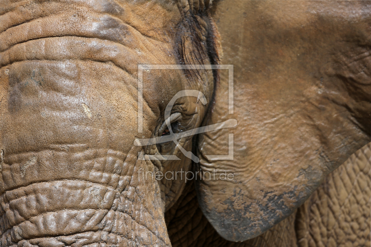 Bild-Nr.: 11180816 Elefant-Hintergrund erstellt von Marcel Schauer