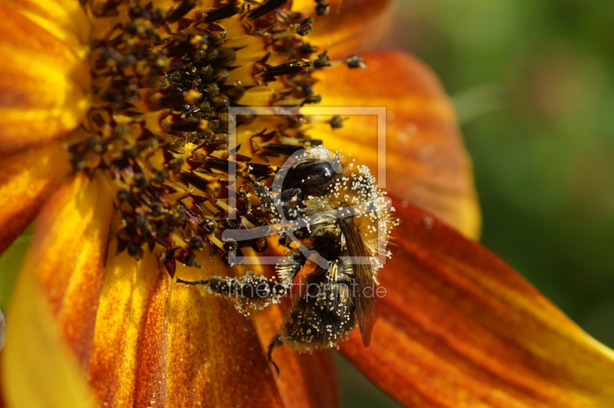 Bild-Nr.: 11181638 Sunflower erstellt von Leddermann