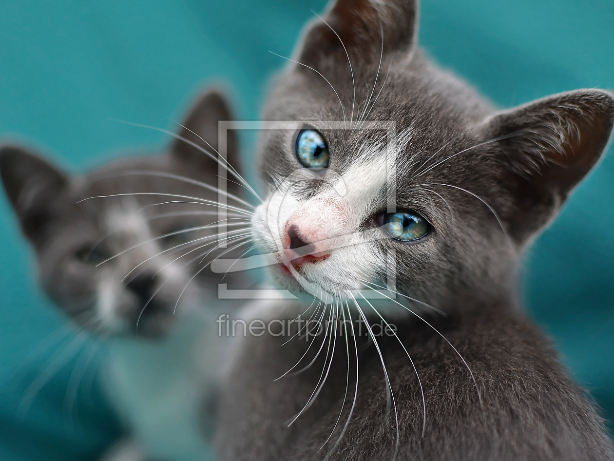 Bild-Nr.: 11181854 Katzenkind erstellt von Gisie