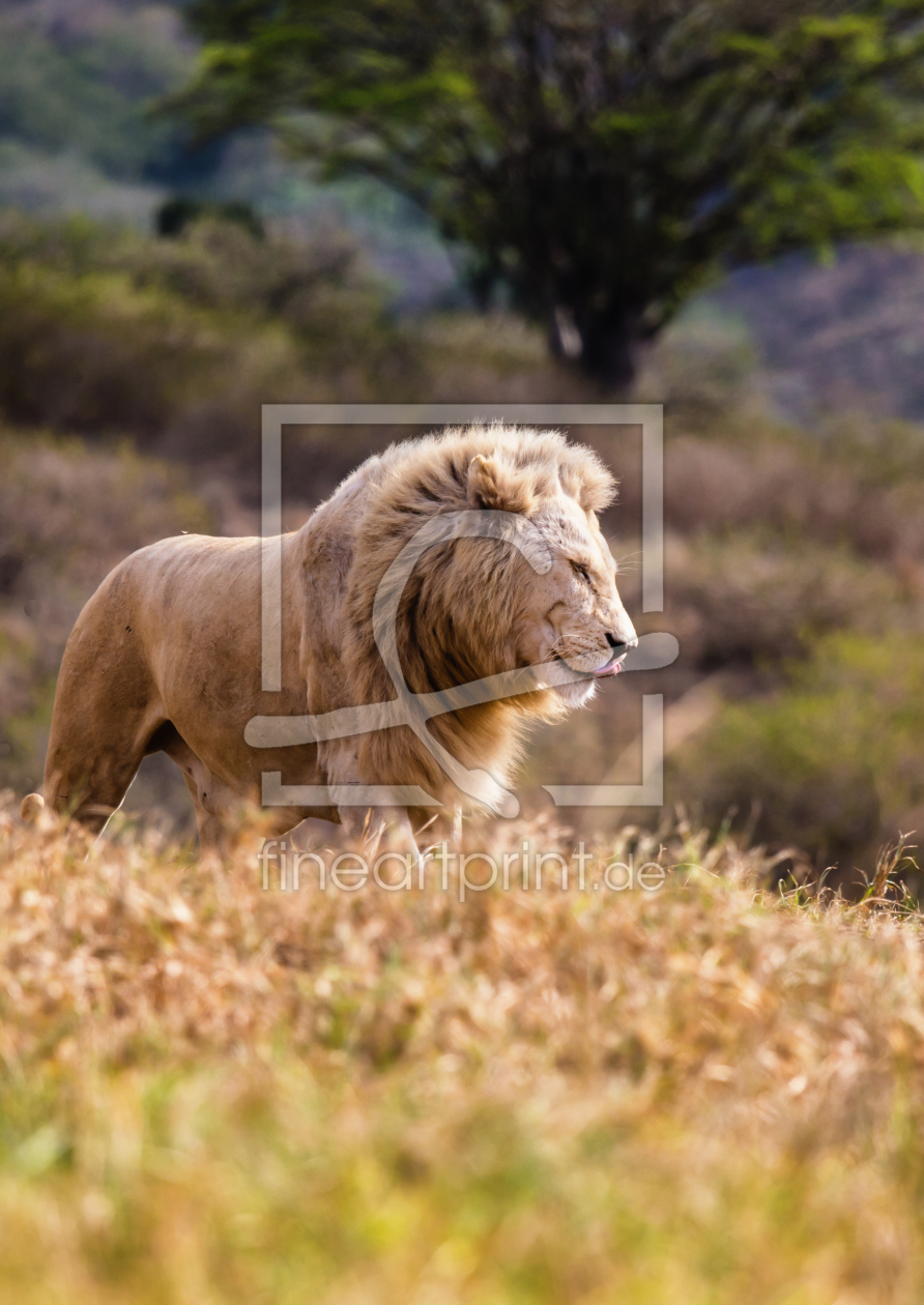 Bild-Nr.: 11182550 Lion King erstellt von TomKli