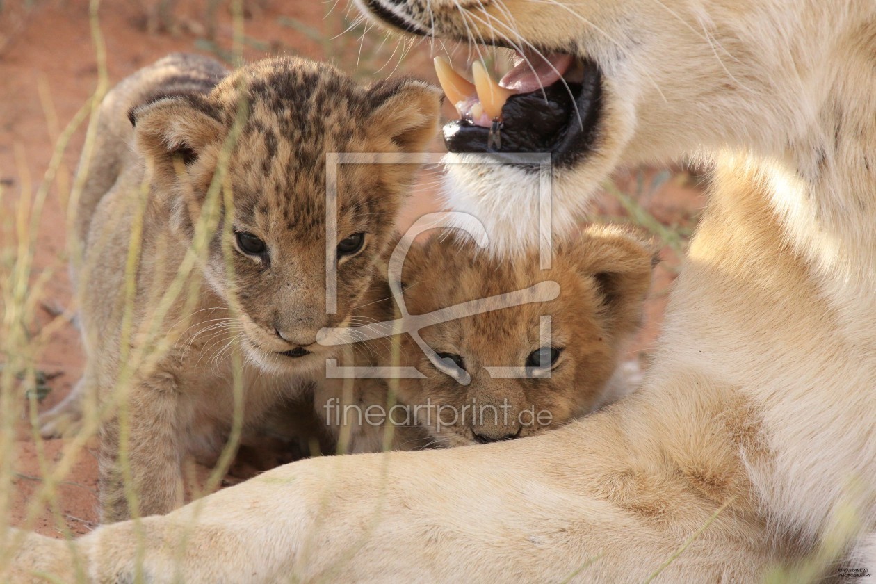 Bild-Nr.: 11183502 Junger Löwe in der Kalahari erstellt von sasowewi