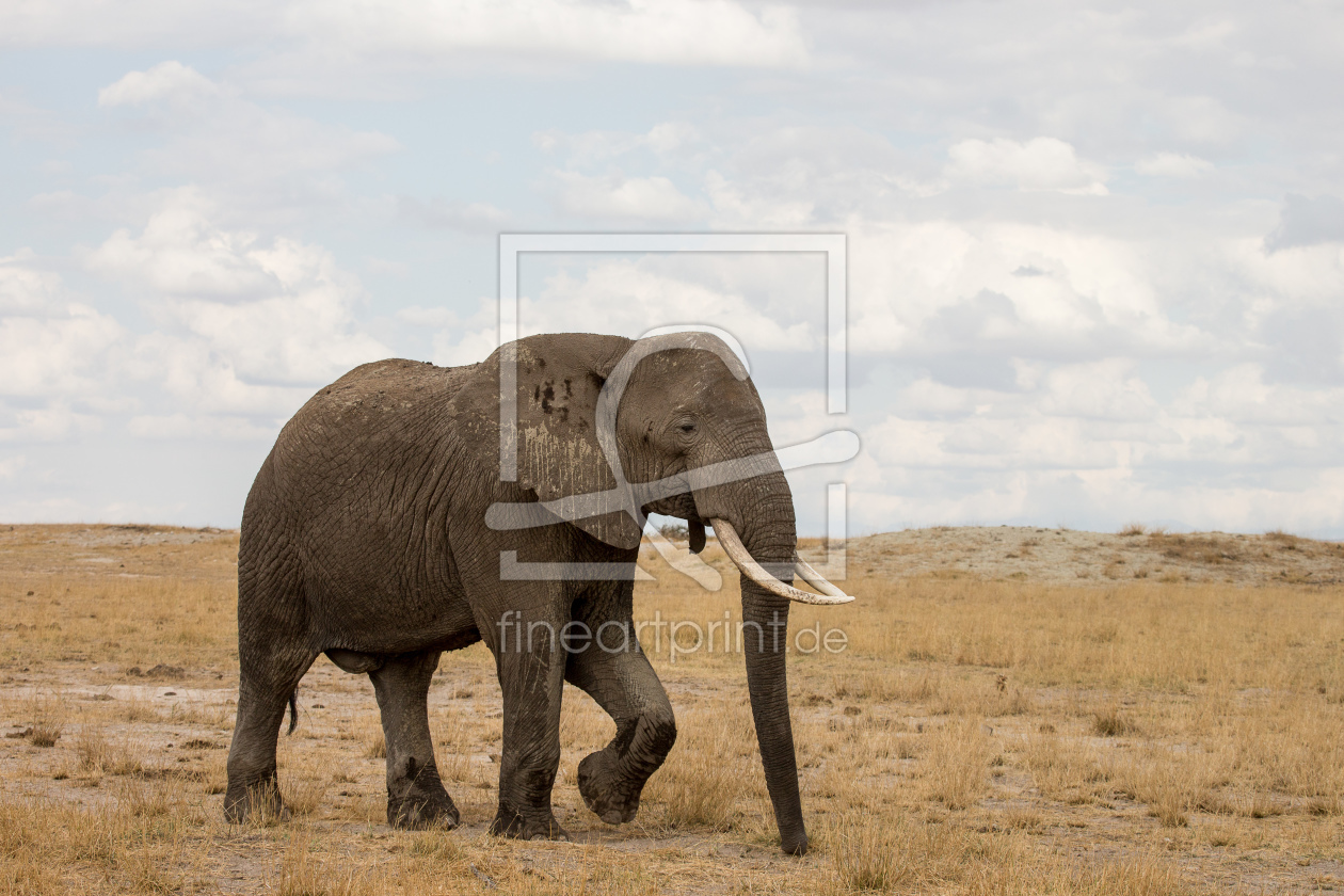 Bild-Nr.: 11184028 Elefantenbulle geht seiner Wege erstellt von AndreaHergersberg