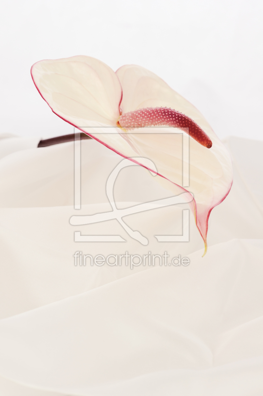 Bild-Nr.: 11184898 Flamingoblume erstellt von Lichtbildmanufaktur