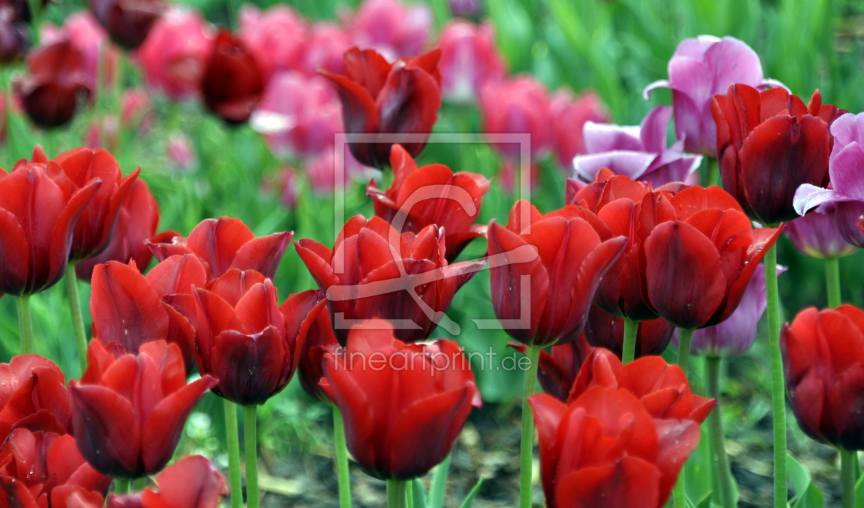 Bild-Nr.: 11185434 red tulips erstellt von GUGIGEI