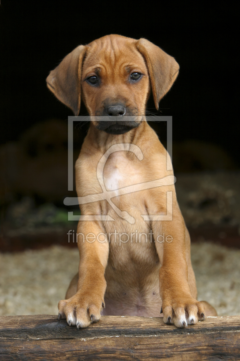 Bild-Nr.: 11185654 Rodesien Ridgeback erstellt von Horsepictures24