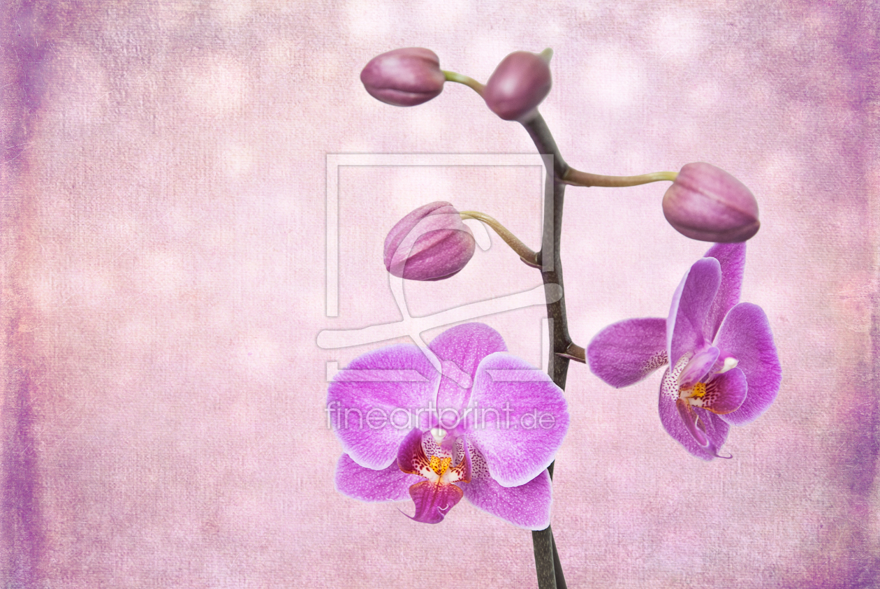 Bild-Nr.: 11185696 Der Orchideenbaum erstellt von hannes cmarits