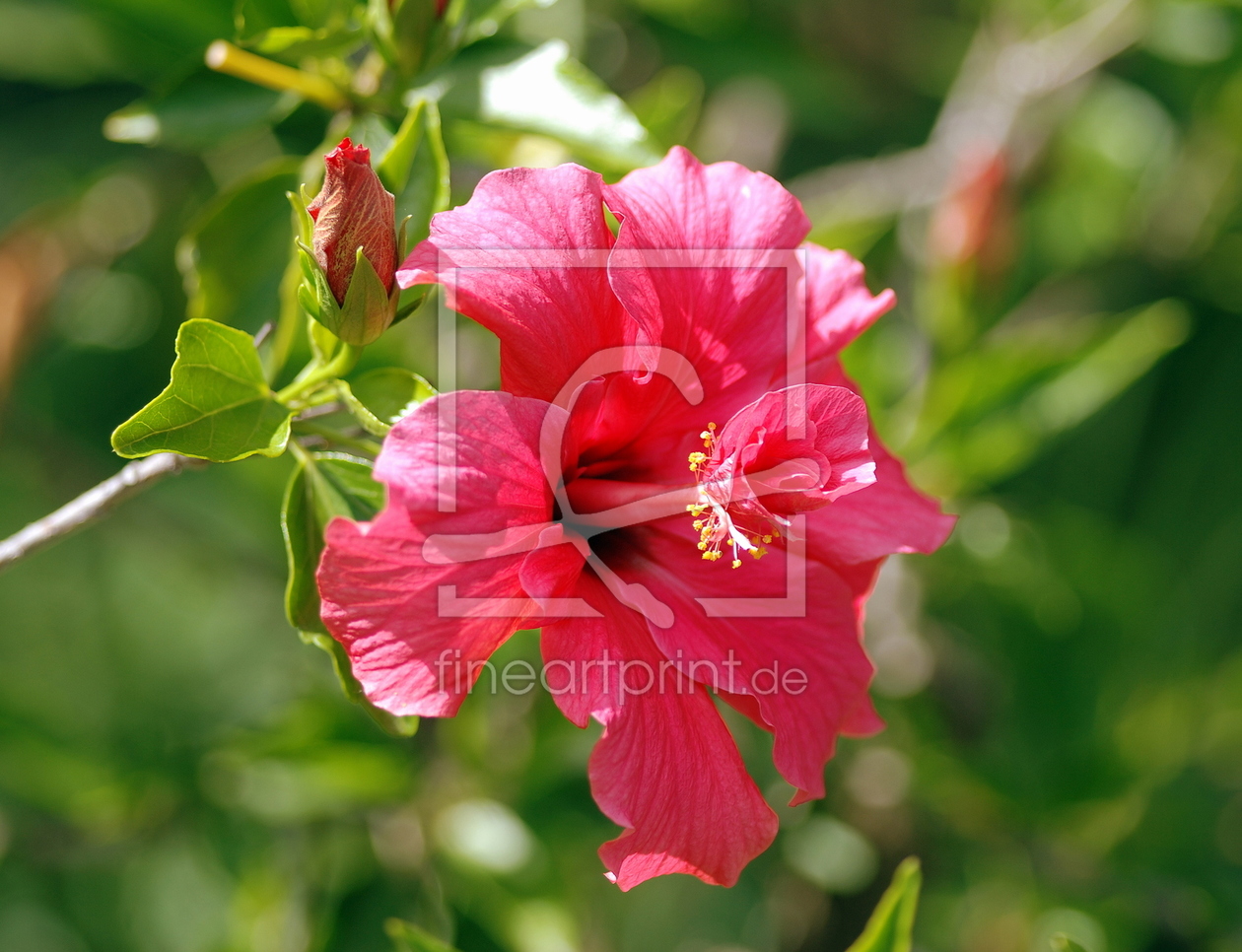 Bild-Nr.: 11186144 Hibiskusblüte erstellt von GUGIGEI