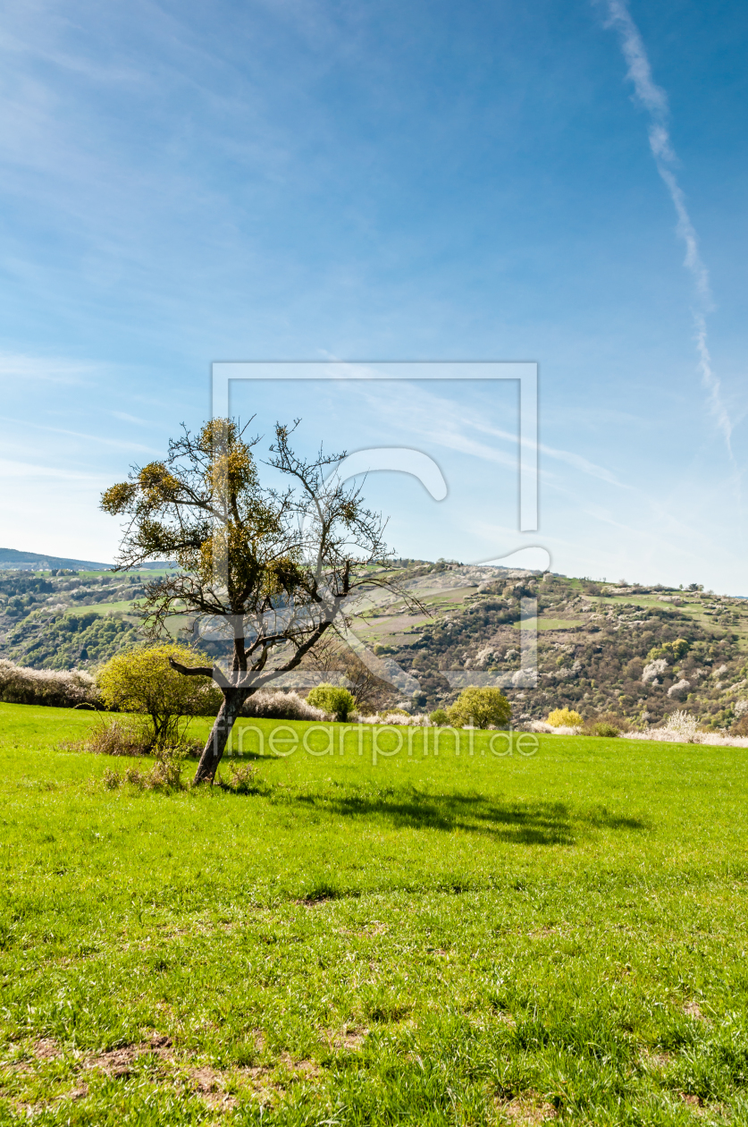 Bild-Nr.: 11186658 Mistel-Baum erstellt von Erhard Hess