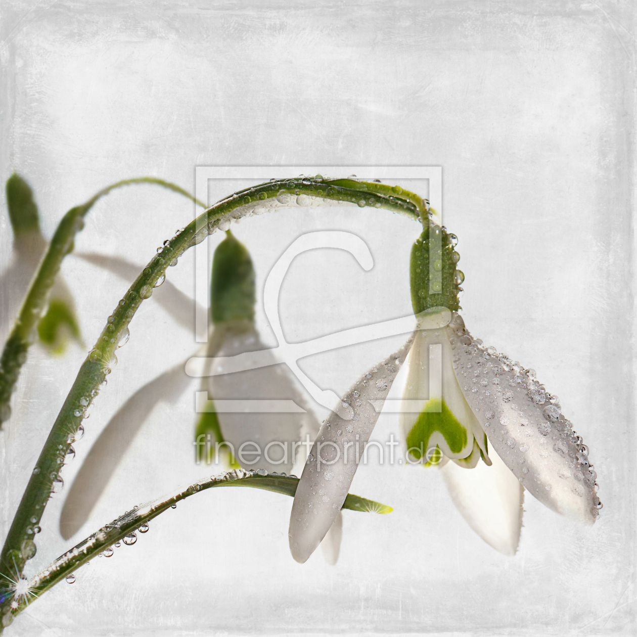 Bild-Nr.: 11188750 snowdrops erstellt von Heike  Hultsch