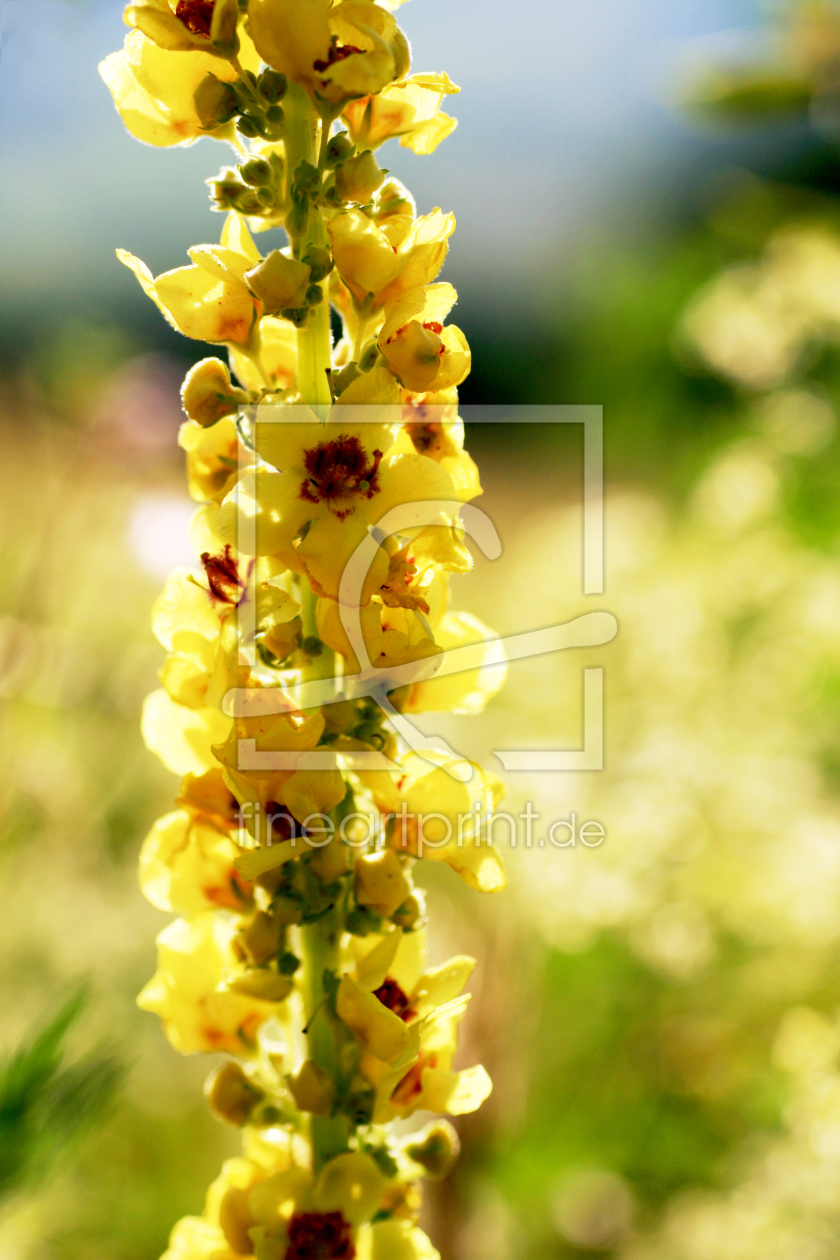 Bild-Nr.: 11189240 Sonnenstrahl Bild-Nr.: 11189240 Sonnenstrahl erstellt von fotozauberin