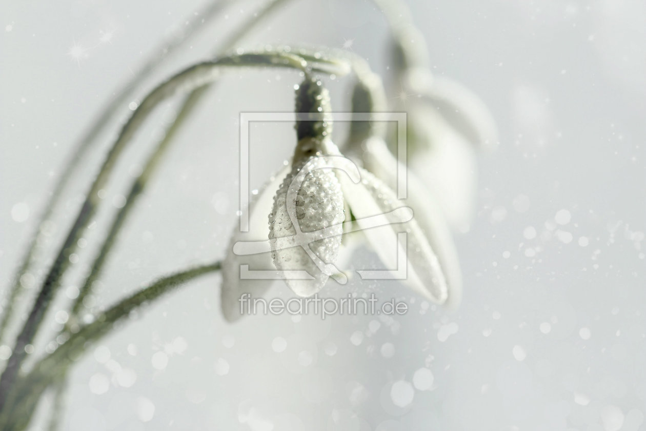Bild-Nr.: 11189812 Weiß wie Schnee erstellt von Heike Hultsch