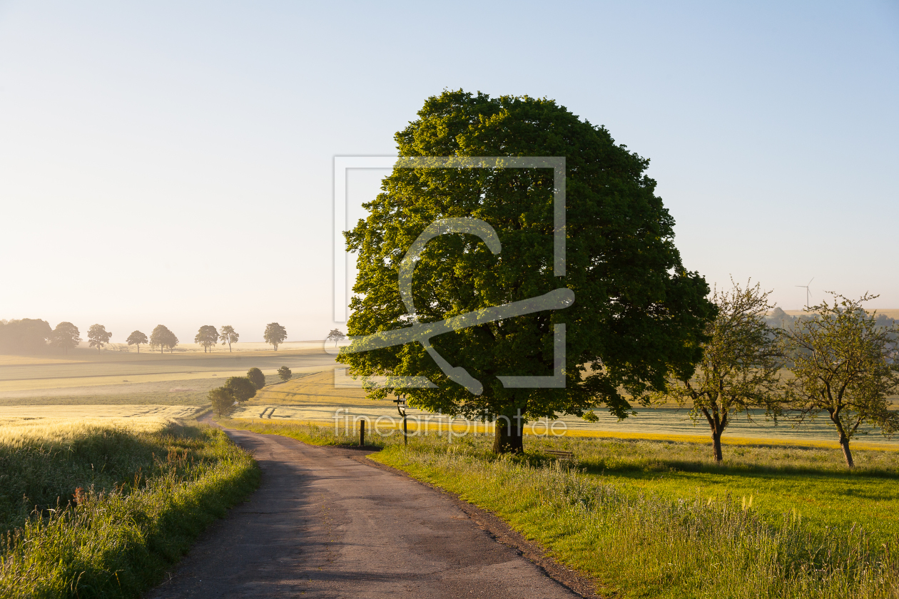 Bild-Nr.: 11190696 Baum am Weg an einem Sommermorgen erstellt von FotoPUR