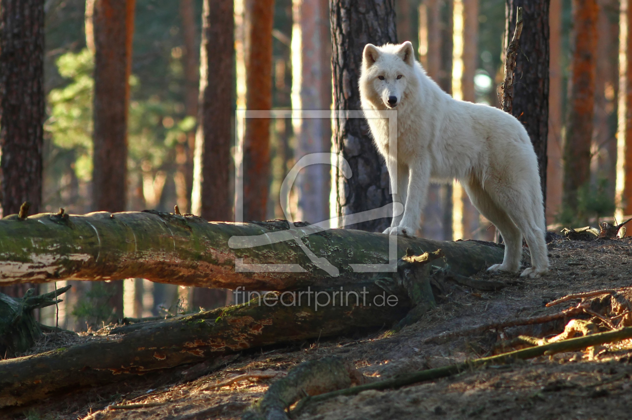 Bild-Nr.: 11191110  Der Polarwolf oder Weißwolf - Canis lupus arctos  erstellt von WildlifePhotography