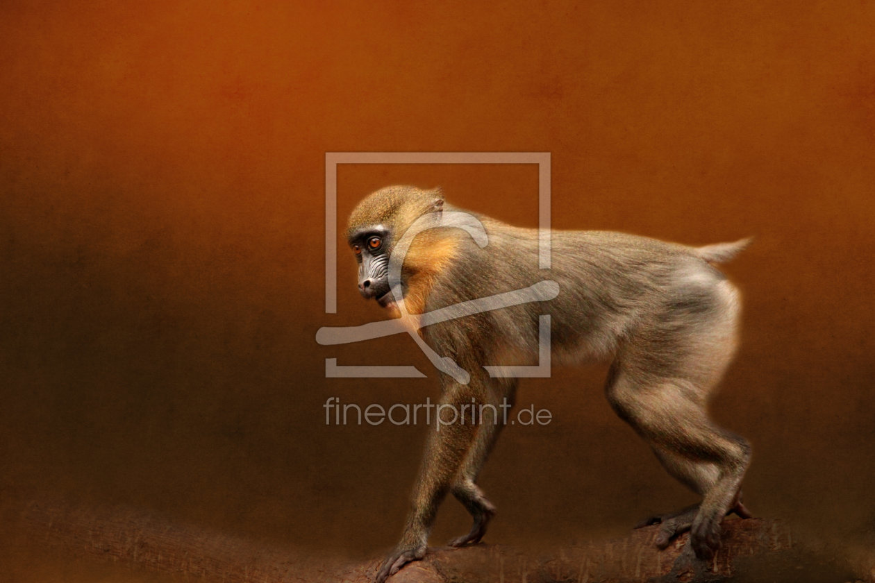 Bild-Nr.: 11191996 Junger Mandrill erstellt von Heike  Hultsch