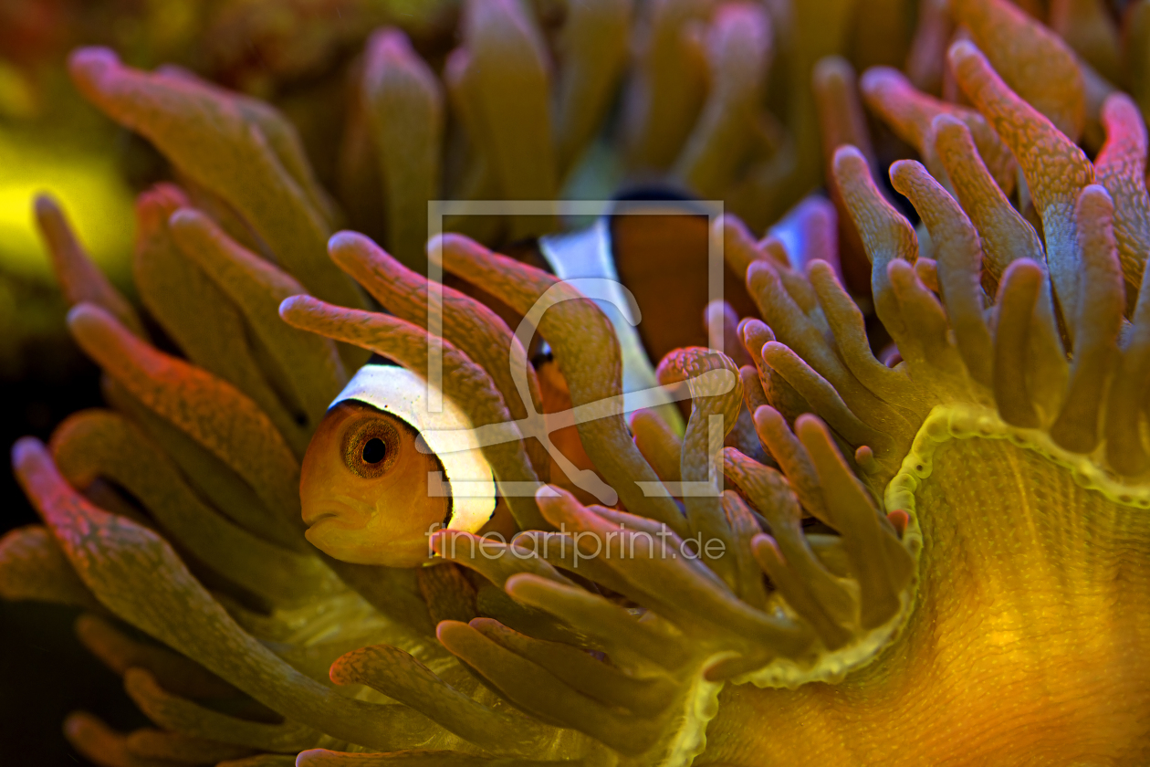 Bild-Nr.: 11192110 Clownfisch und Anemone erstellt von Thomas Herzog