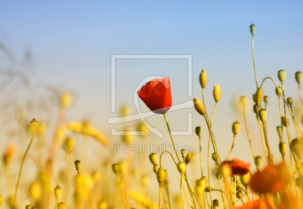 Bild-Nr.: 11193080 Mohnblumen erstellt von Renate Knapp