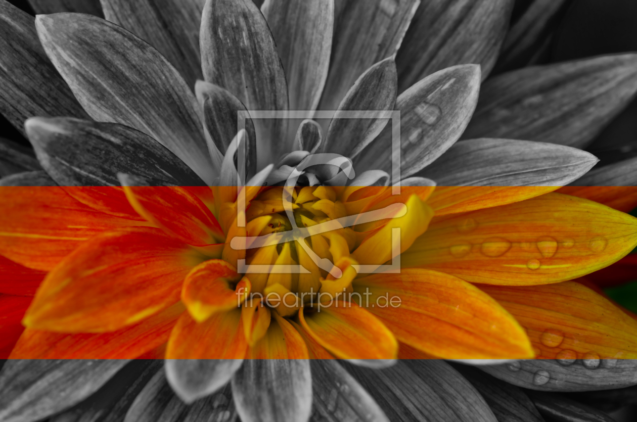 Bild-Nr.: 11193192 Dahlia erstellt von Steffen Gierok