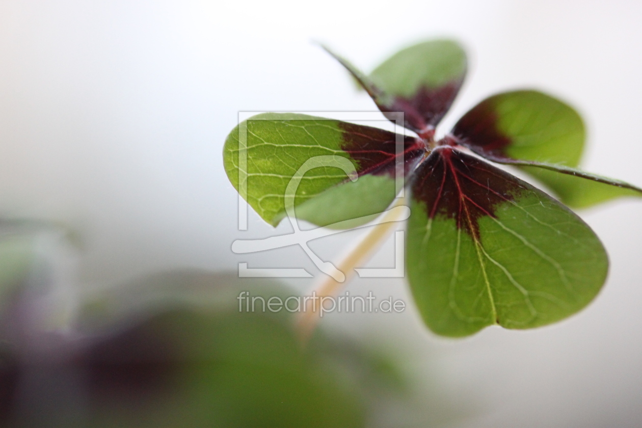 Bild-Nr.: 11193934 Glücksklee Kleeblatt vierblättrig Makro erstellt von GlueckskindFotografie