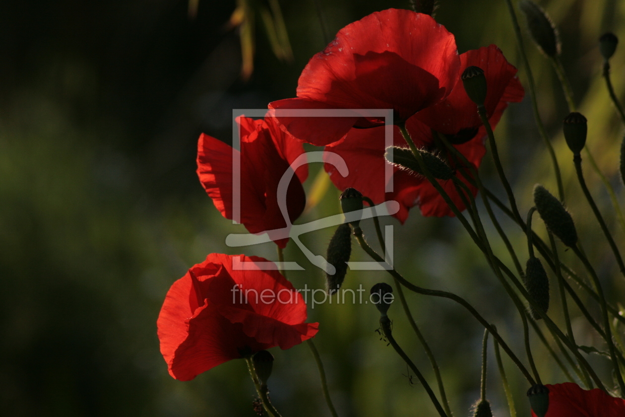 Bild-Nr.: 11197028 Mohn erstellt von ollyw