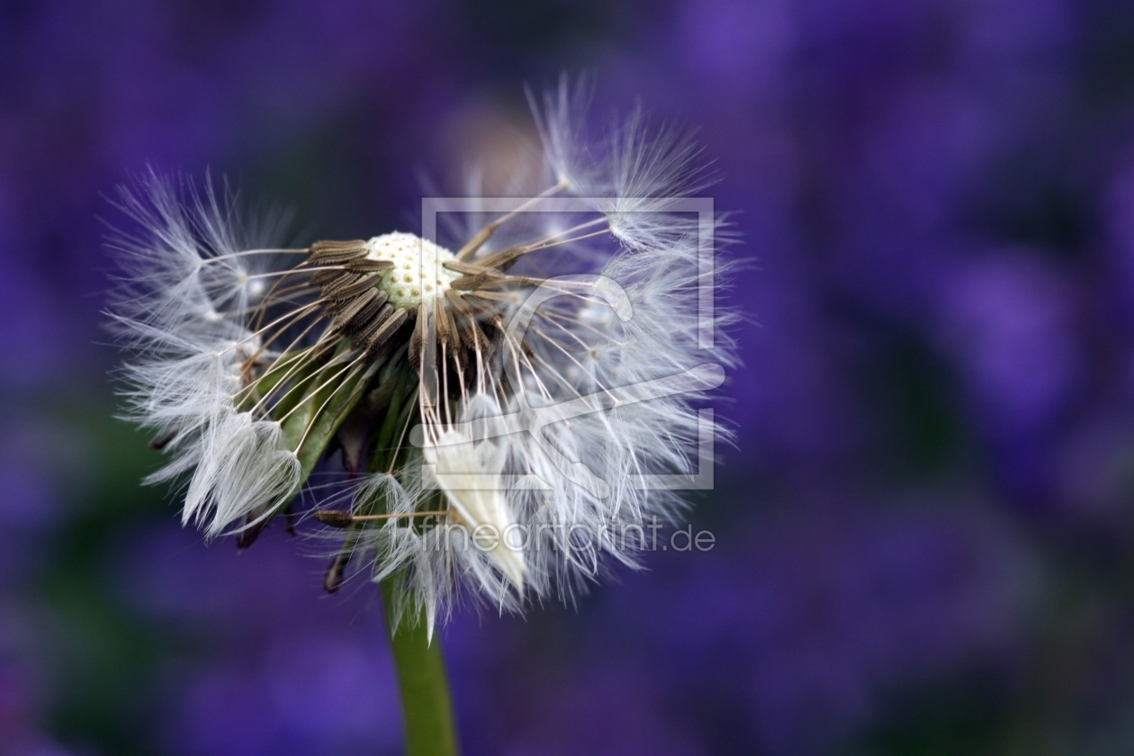 Bild-Nr.: 11197474 Pusteblume erstellt von Renate Knapp