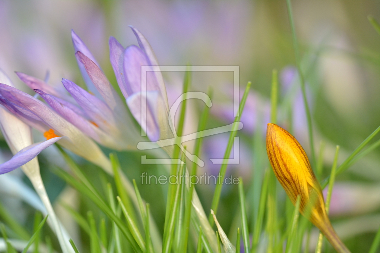 Bild-Nr.: 11197780 Frühlingsblumengarten erstellt von Ostfriese