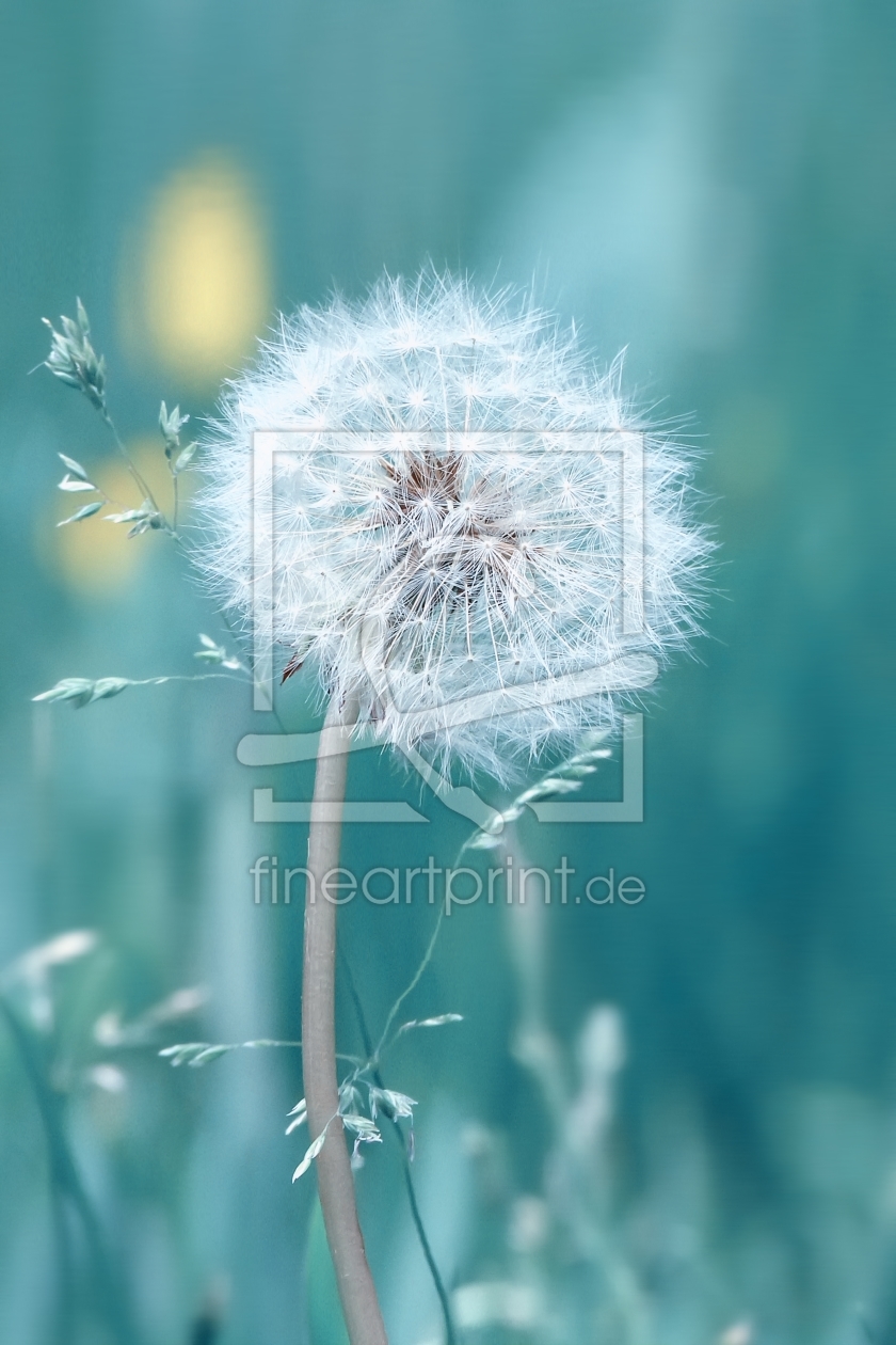 Bild-Nr.: 11200660 Pusteblume erstellt von Heike Langenkamp