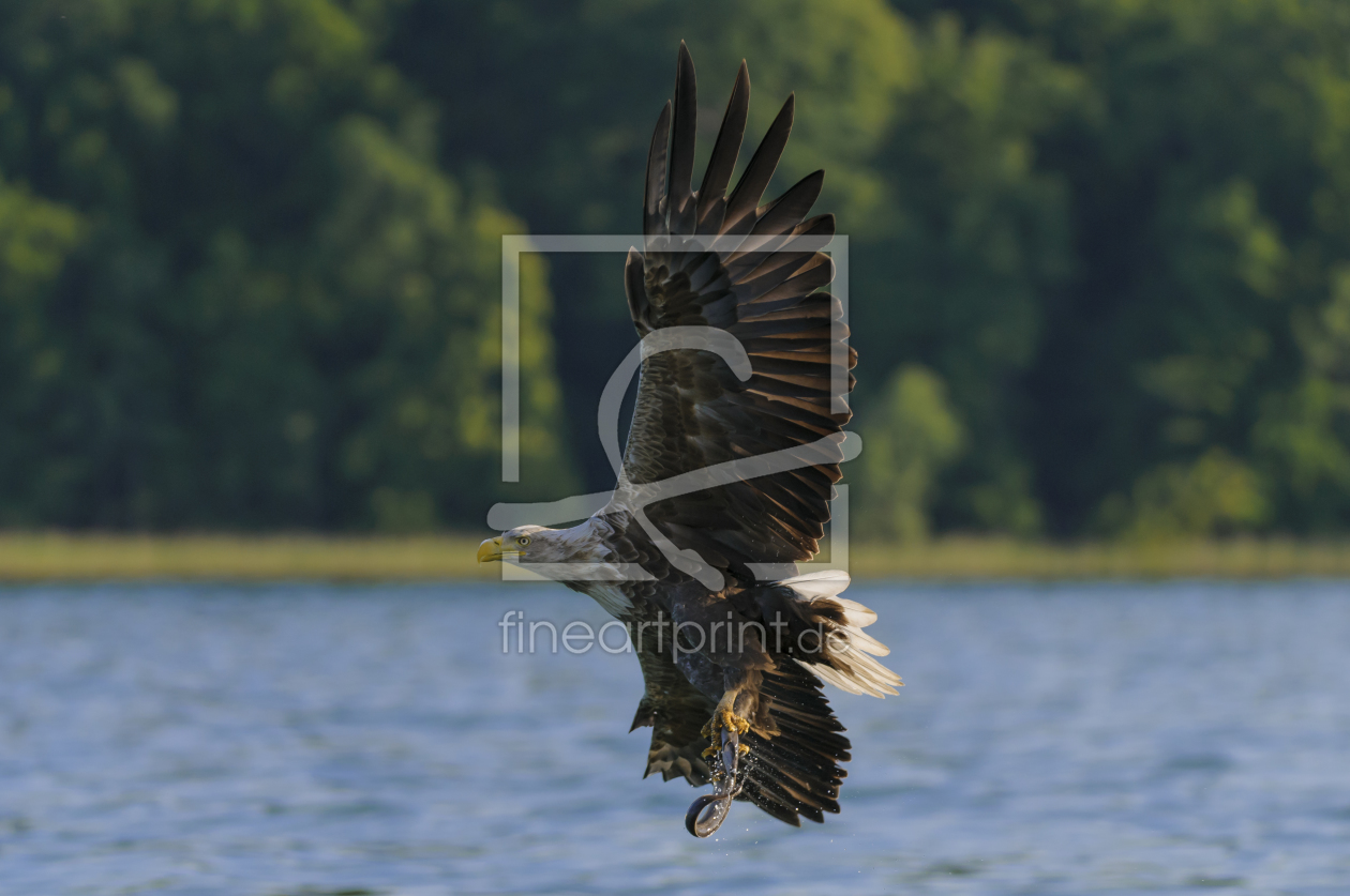 Bild-Nr.: 11200722 Seeadler mit Beute erstellt von cibo