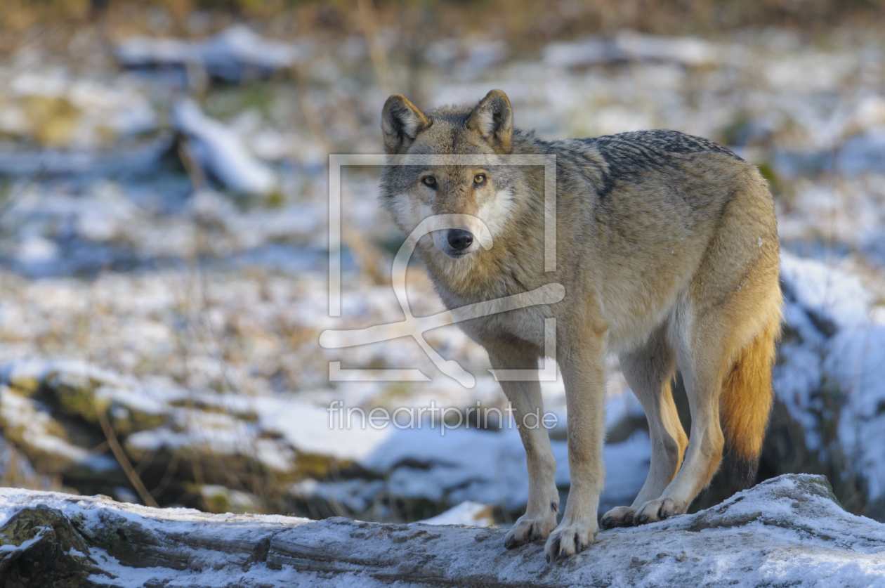 Bild-Nr.: 11200736 Wolf in Winterkälte erstellt von cibo