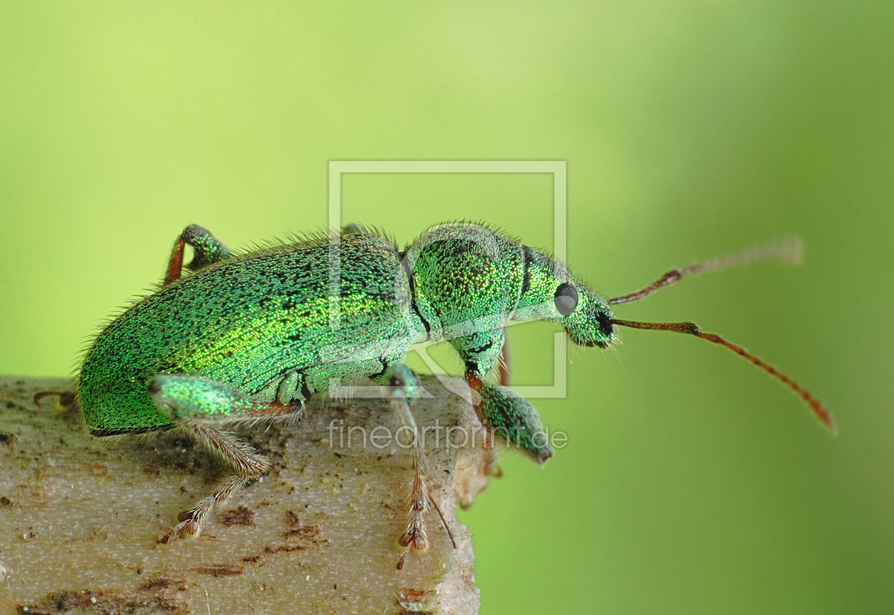 Bild-Nr.: 11200818 Grünrüssler-Phyllobius arborator erstellt von christoph-otawa