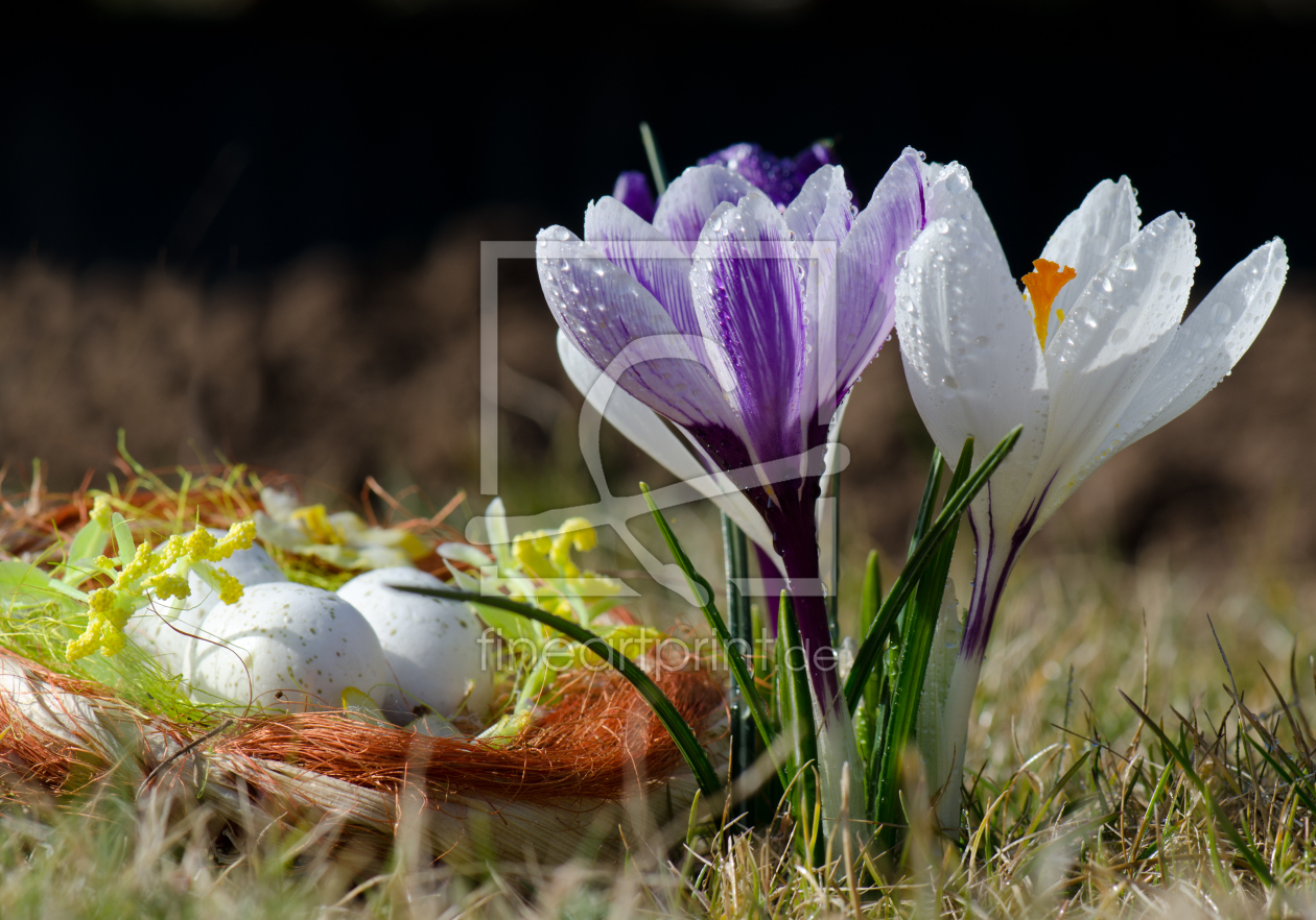 Bild-Nr.: 11201032 Frühlingsgrüße erstellt von Steffen Gierok