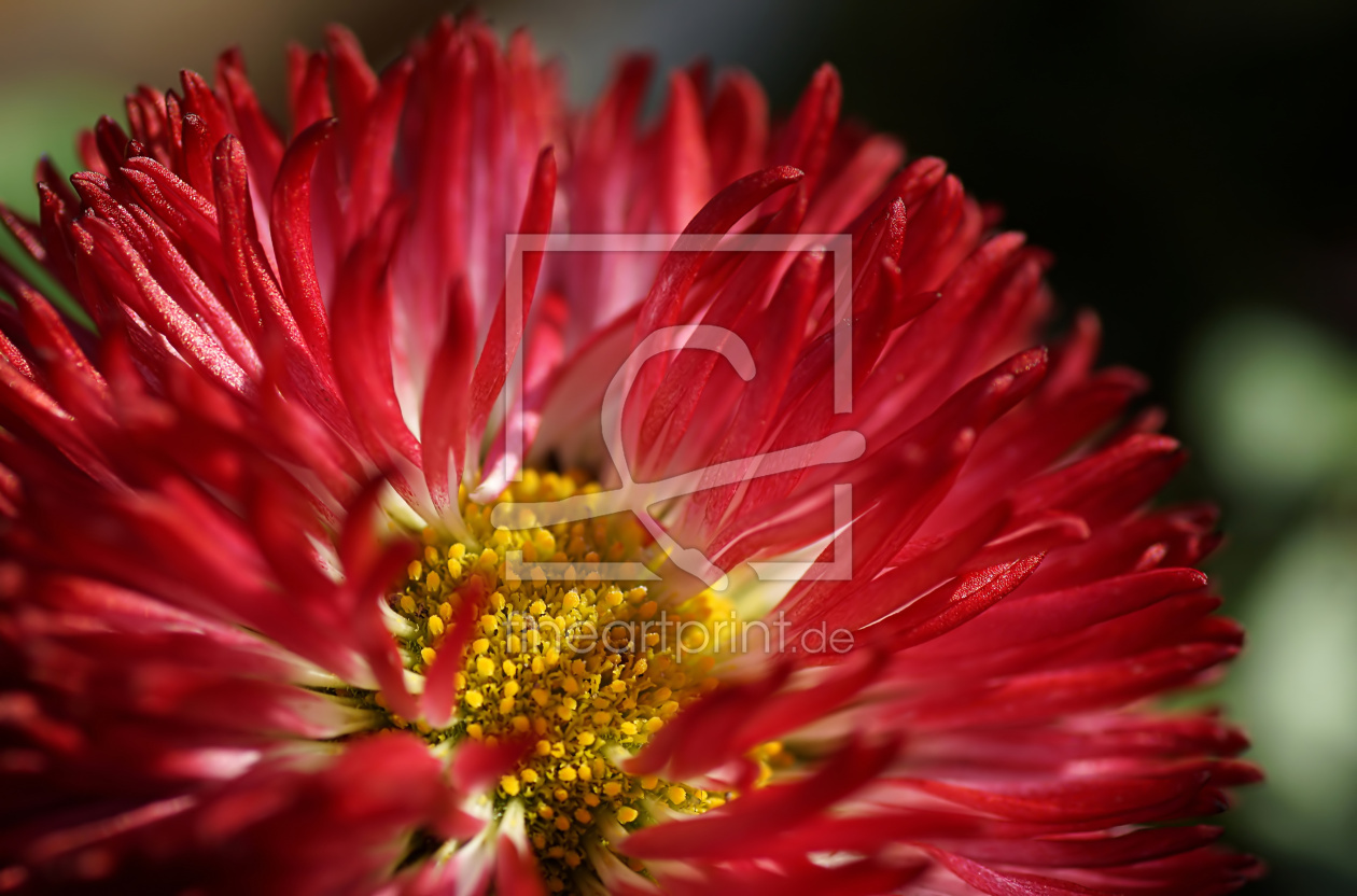 Bild-Nr.: 11201394 Frühling ganz nah erstellt von youhaveadream