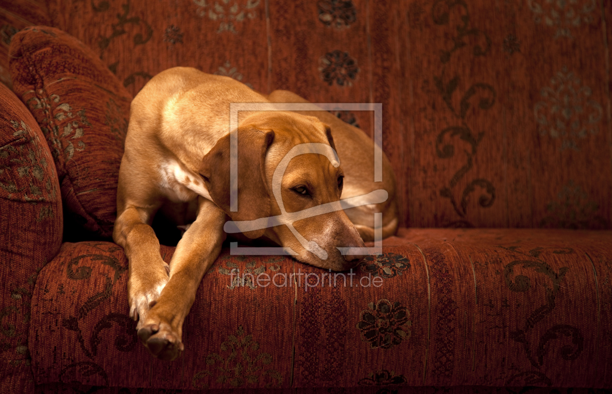 Bild-Nr.: 11201956 Magyar Vizsla auf der Couch liegend erstellt von blende-acht