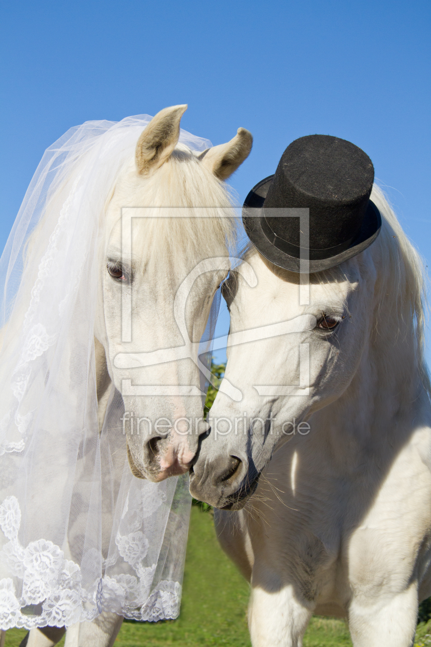 Bild-Nr.: 11202022 Pferdehochzeit erstellt von Fotostyler