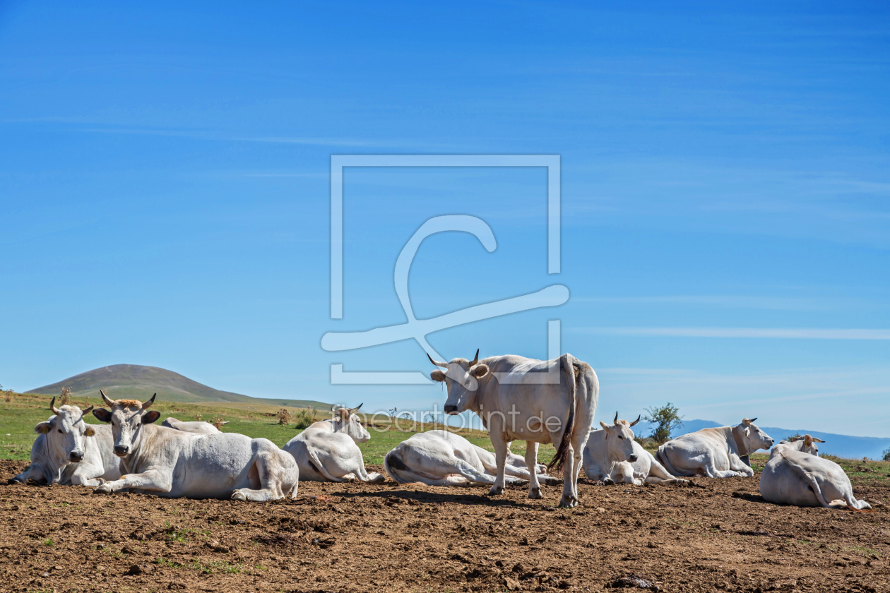 Bild-Nr.: 11202890 Kühe im Apennin erstellt von EderHans