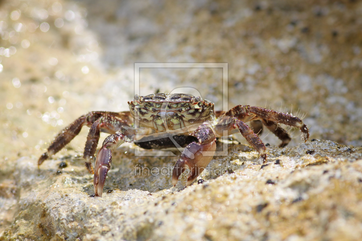 Bild-Nr.: 11203292 Mittelmeerkrabbe erstellt von FotoDeHRO