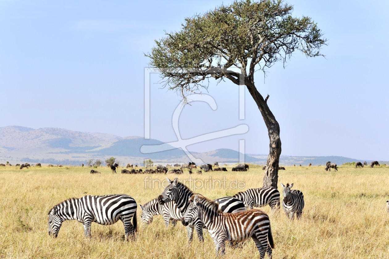 Bild-Nr.: 11203328 Zebras in der Savanne erstellt von KundenNr-160338
